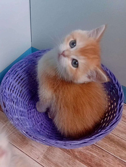 Кошечка страйт окрас nv12