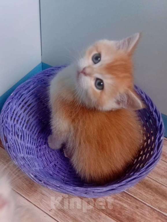 Кошки в Москве: Кошечка страйт окрас nv12 Девочка, 35 000 руб. - фото 1