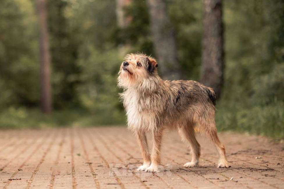 Собаки в Москве: Боско. Собака с самой необычной внешностью Мальчик, Бесплатно - фото 2