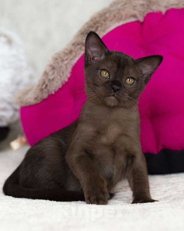 Кошки в Санкт-Петербурге: Бурманский котик Мальчик, 80 руб. - фото 3