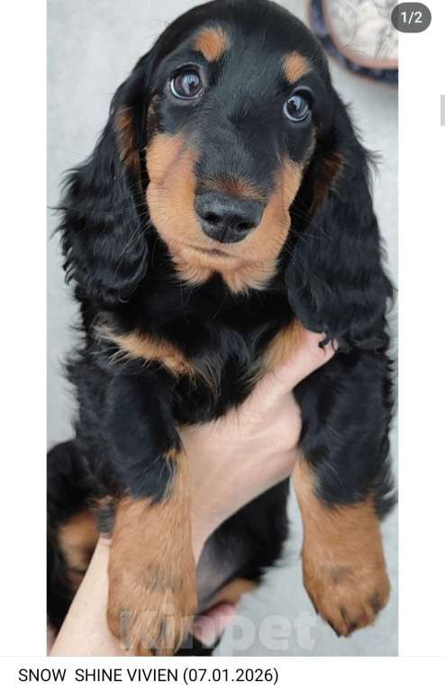 Собаки в Рязани: Такса, щенок Девочка, 50 000 руб. - фото 2