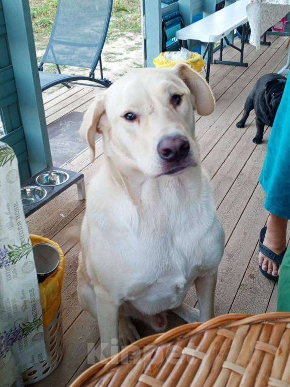 Собаки в Королеве: Пес в добрые руки Мальчик, Бесплатно - фото 4