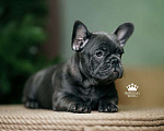 Собаки в Санкт-Петербурге: Французский бульдог щенок голубо тигровый Девочка, 150 000 руб. - фото 4