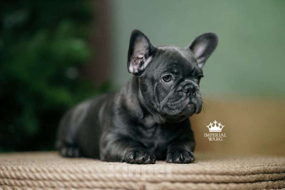 Собаки в Санкт-Петербурге: Французский бульдог щенок голубо тигровый Девочка, 150 000 руб. - фото 4