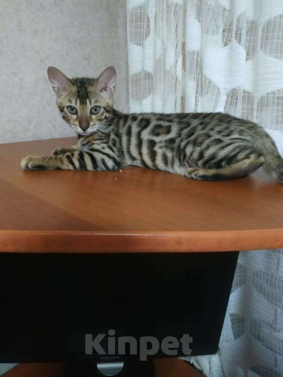 Кошки в Краснодаре: Котенок бенгал Мальчик, Бесплатно - фото 1