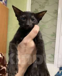 Кошки в Геленджике: Продажа Девочка, 15 000 руб. - фото 1
