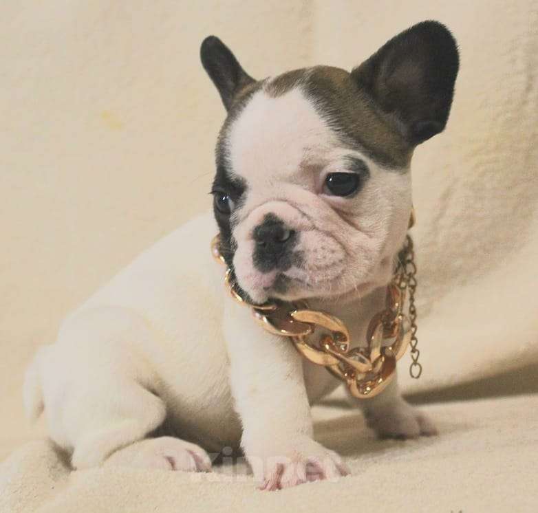 Собаки в Москве: Щенок француз Мальчик, 130 000 руб. - фото 1