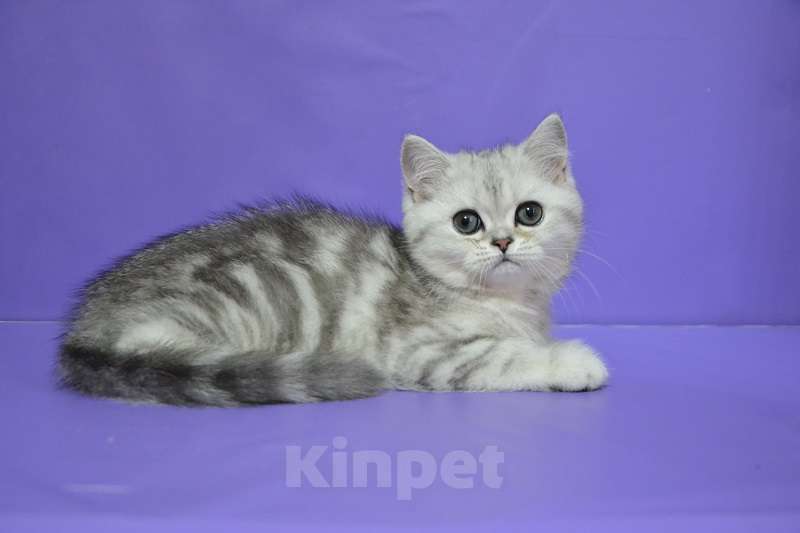 Кошки в Москве: Мраморная на серебре Кошечка Девочка, 50 000 руб. - фото 2