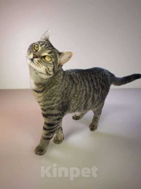 Кошки в Тюмени: Ищу любящих хозяев для ласковой кошечки  Девочка, Бесплатно - фото 1