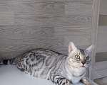 Кошки в Москве: Бегальская кошка серебро  Девочка, Бесплатно - фото 2