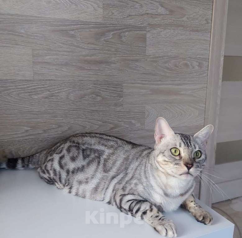 Кошки в Москве: Бегальская кошка серебро  Девочка, Бесплатно - фото 2