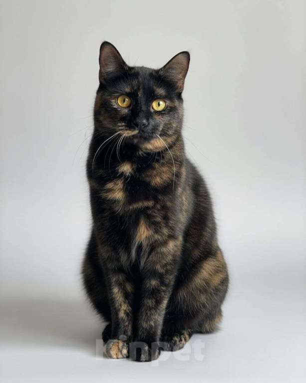 Кошки в Москве: Изюминка ищет дом Девочка, Бесплатно - фото 2