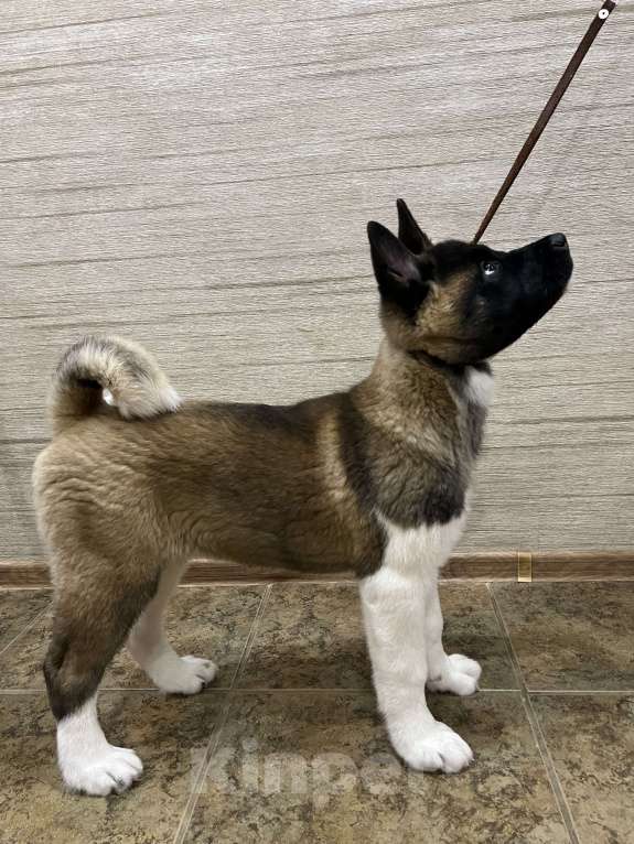 Собаки в Омске: Щенок Американской Акиты Девочка, 50 000 руб. - фото 7
