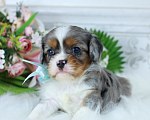 Собаки в Москве: ❤️Доступен для бронирования малыш кавалер кинг чарльз спаниеля — уникальный мраморный окрас!❤️ Мальчик, Бесплатно - фото 1