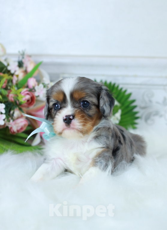 Собаки в Москве: ❤️Доступен для бронирования малыш кавалер кинг чарльз спаниеля — уникальный мраморный окрас!❤️ Мальчик, Бесплатно - фото 1