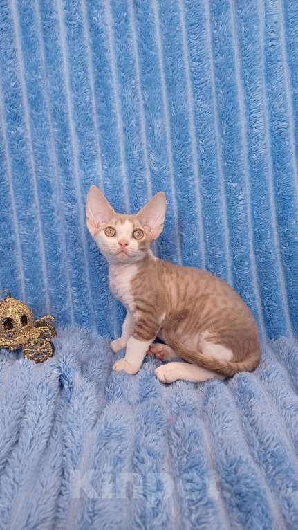 Кошки в Нижнекамске: Котенок девон рекс Мальчик, 45 000 руб. - фото 7