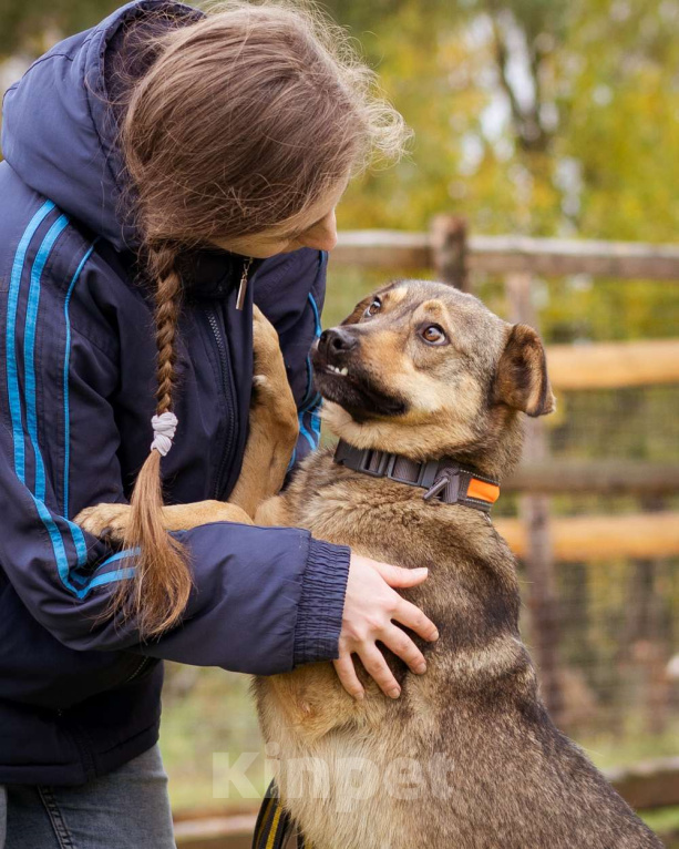 Собаки в Москве: Собака из приюта ищет дом и семью Мальчик, Бесплатно - фото 8