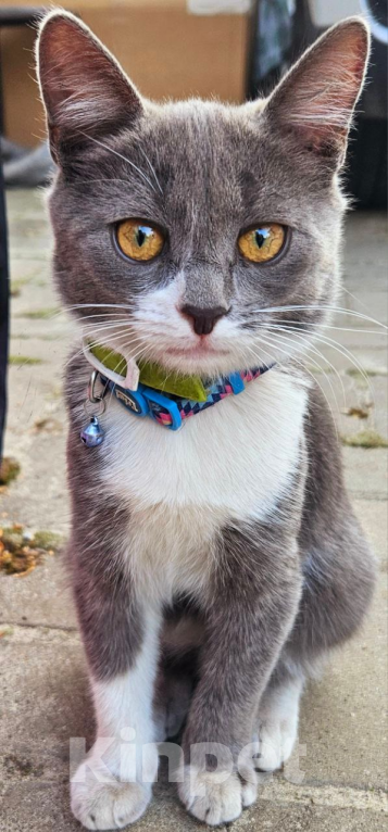 Кошки в Курске: Двойное счастье к Новому Году в подарок Девочка, 5 руб. - фото 4