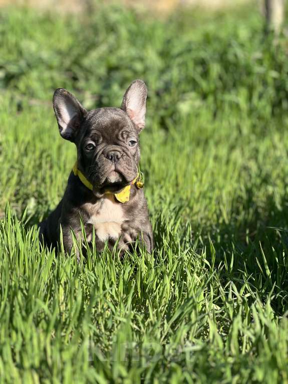 Собаки в Санкт-Петербурге: Шоколадный зайчик Мальчик, Бесплатно - фото 1