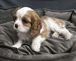 Собаки в Москве: щенки Кавалер Кинг Чарльз Спаниель, 2 месяца Мальчик, 70 000 руб. - фото 4