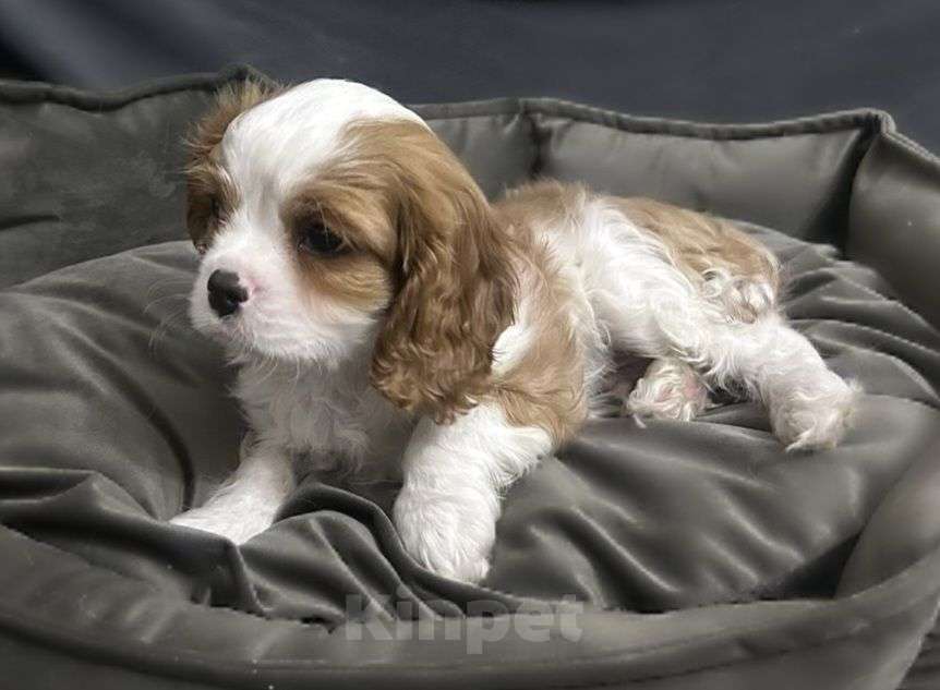 Собаки в Москве: щенки Кавалер Кинг Чарльз Спаниель, 2 месяца Мальчик, 70 000 руб. - фото 4