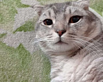 Кошки в Новочеркасске: Потерялся Котик ТУЧКА Мальчик, 1 руб. - фото 2