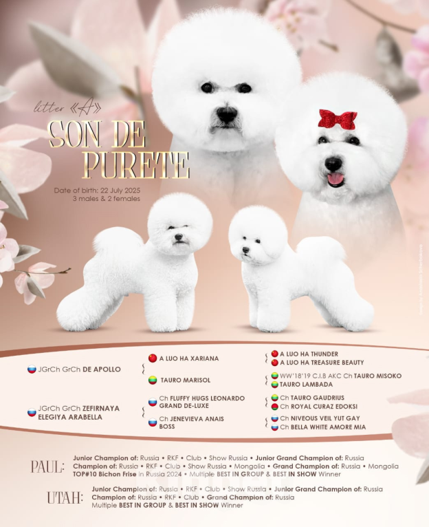 Собаки в Москве: Щенок Бишон Фризе  Мальчик, Бесплатно - фото 5