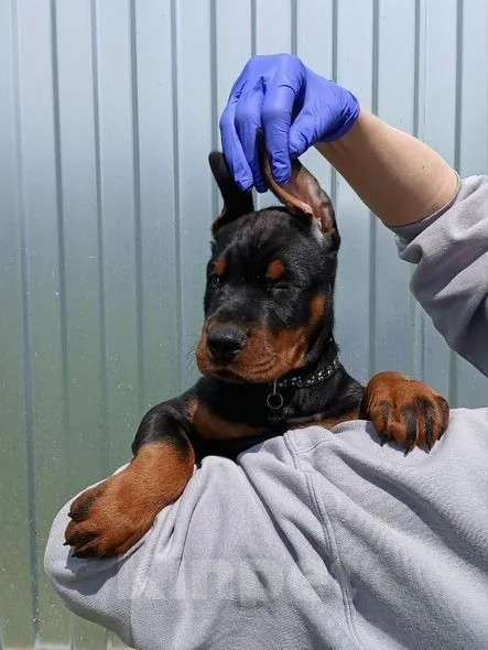 Собаки в других городах Краснодарского края: Щенок добермана РКФ Мальчик, 80 000 руб. - фото 1