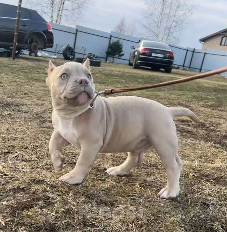 Собаки в Москве: Американский булли щенок Мальчик, Бесплатно - фото 5