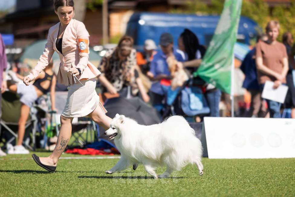 Собаки в Москве: Японский шпиц Чемпион вязка  Мальчик, Бесплатно - фото 2
