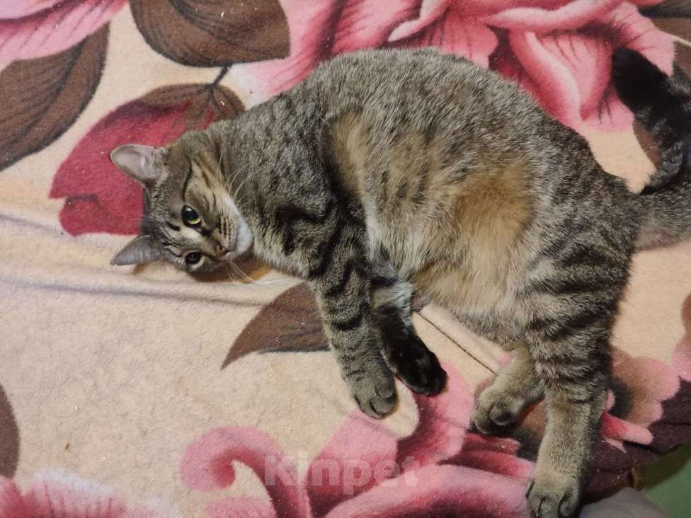 Кошки в Москве: Нежная кошечка Пуговка ждёт свою семью Девочка, Бесплатно - фото 3