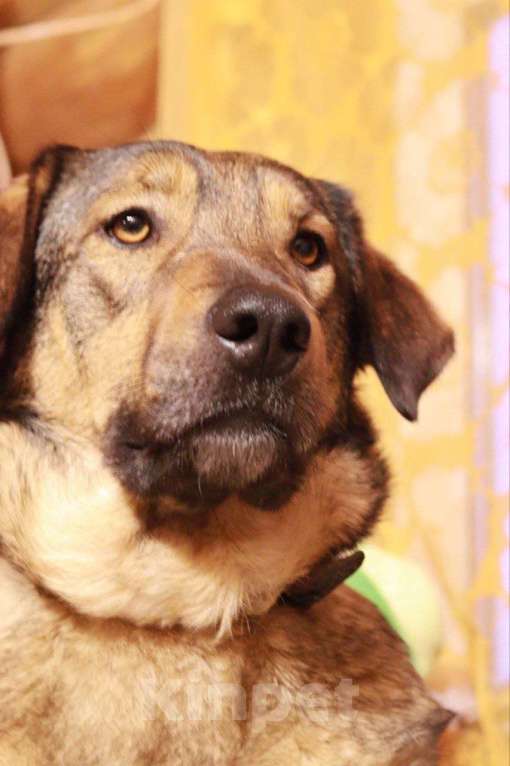 Собаки в Раменском: Веня ищет самых лучших хозяев Мальчик, Бесплатно - фото 2