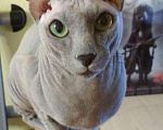 Кошки в Магадане: Донской сфинкс вязка, 1 руб. - фото 1