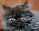Кошки в Оленегорске: Персидские котики, 10 000 руб. - фото 1