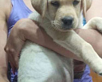 Собаки в Учалы: Чистопородный щенок лабрадора Девочка, 8 000 руб. - фото 3