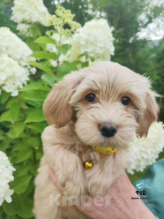 Собаки в Москве: Очаровашка девочка Бишон Хаванез  Девочка, 100 000 руб. - фото 6