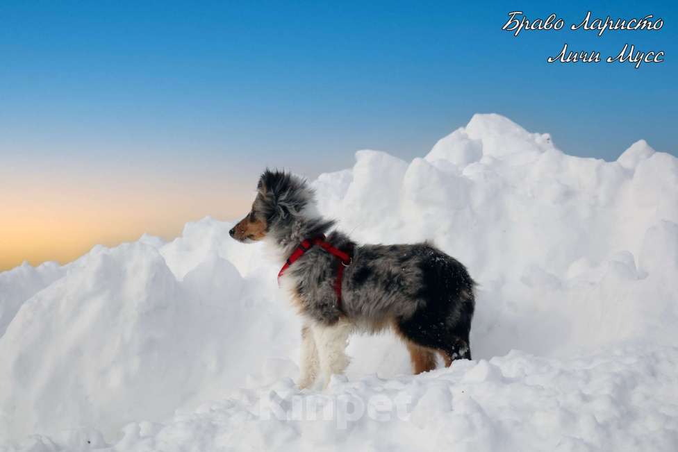 Собаки в Рязани: Щенки маленькой колли.Питомник шелти и мас Браво Ларисто Мальчик, 70 000 руб. - фото 7