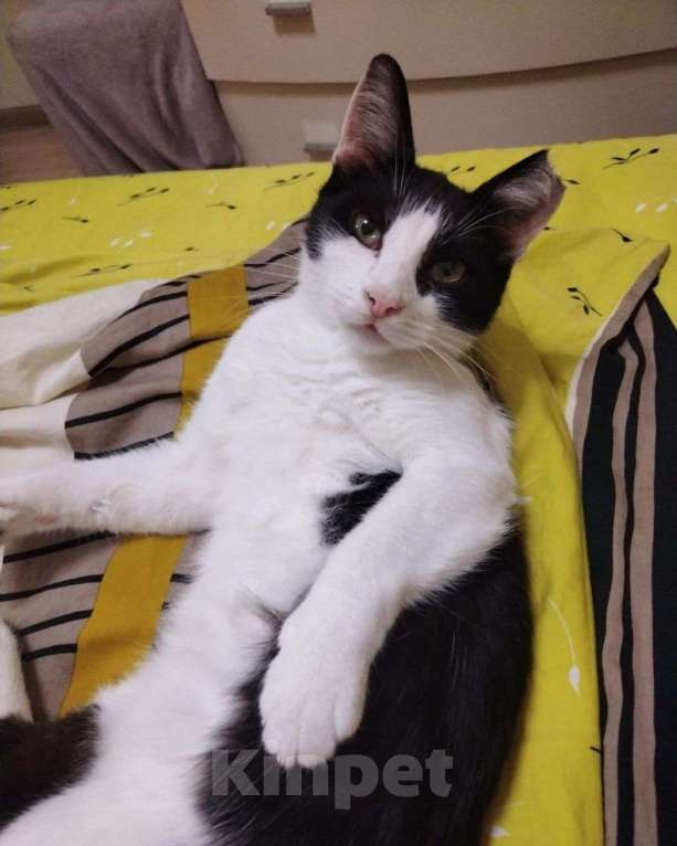 Кошки в Москве: Кот Марсик в добрые руки Мальчик, Бесплатно - фото 2