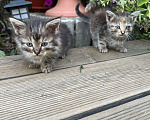 Кошки в Люберцах: Отдам котят Мальчик, Бесплатно - фото 1