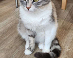 Кошки в Санкт-Петербурге: Трехцветочка в добрые руки Девочка, Бесплатно - фото 8
