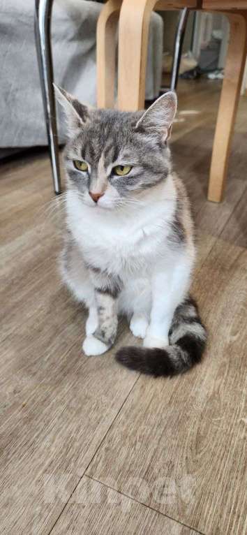 Кошки в Санкт-Петербурге: Трехцветочка в добрые руки Девочка, Бесплатно - фото 8