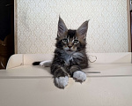 Кошки в Москве: Котенок Мейн Кун Мальчик, 70 000 руб. - фото 6