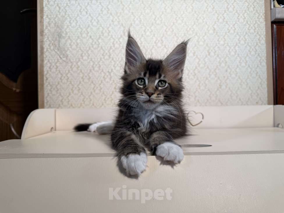 Кошки в Москве: Котенок Мейн Кун Мальчик, 70 000 руб. - фото 6
