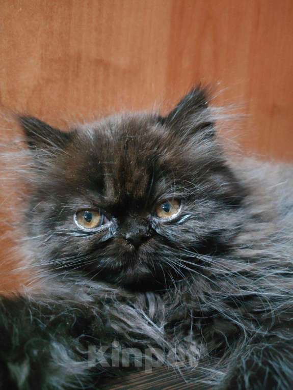 Кошки в Оленегорске: Персидские котики, 10 000 руб. - фото 1