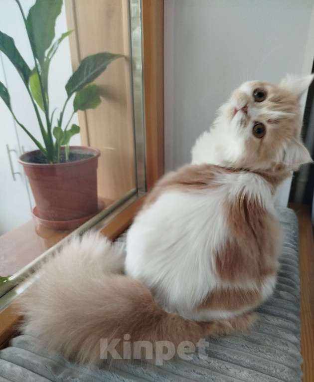 Кошки в Валдае: Кошечка- принцесса из помета победителя выставки Девочка, 27 000 руб. - фото 4