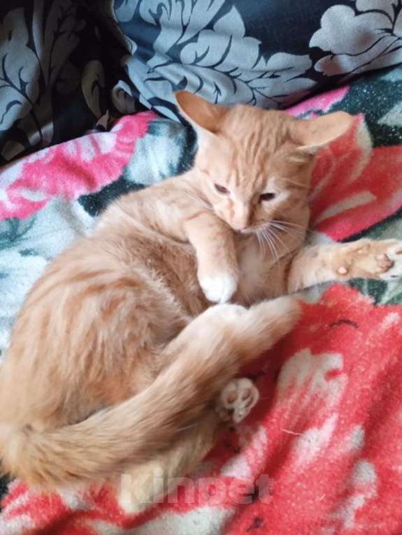 Кошки в Красногорске: Маленькая Стеша 4,5 месяца очень ждет родителей  Девочка, Бесплатно - фото 4