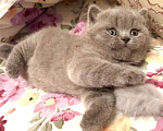 Кошки в Москве: Британский котенок  Мальчик, Бесплатно - фото 4