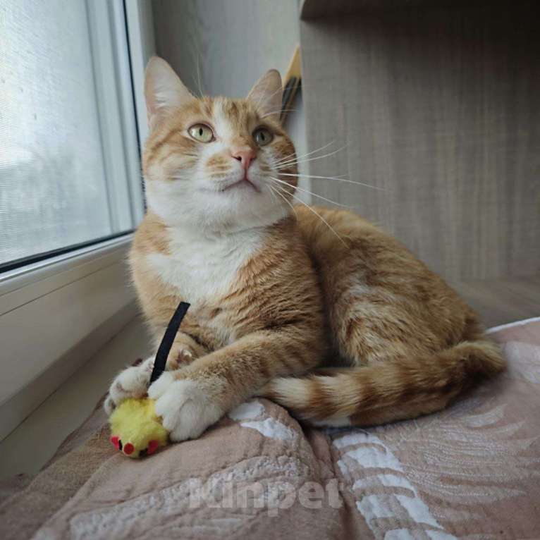 Кошки в Москве: Рыжему счастью нужен дом Мальчик, Бесплатно - фото 2