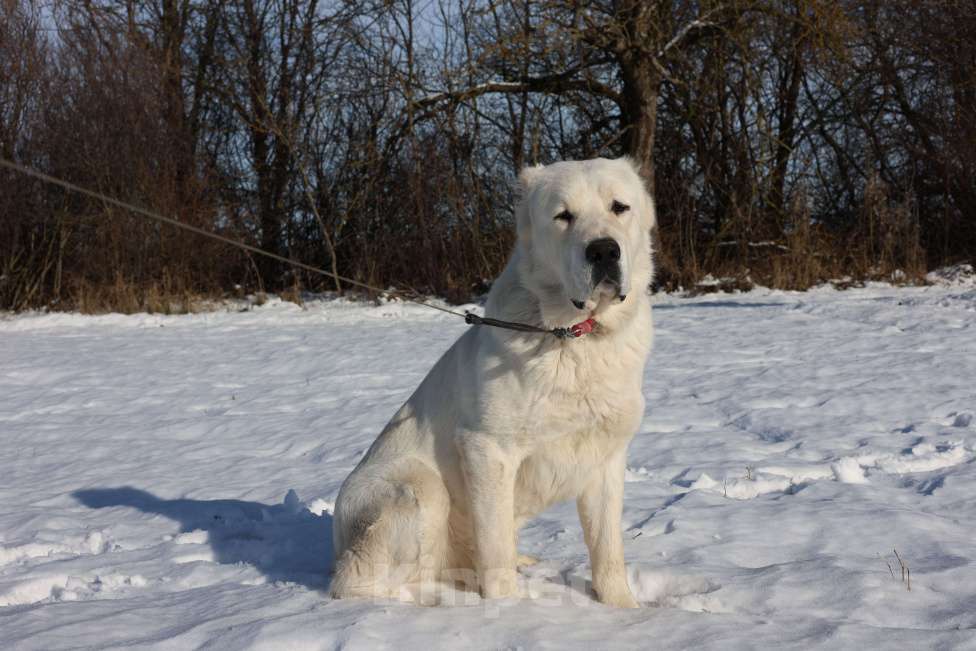 Собаки в Краснодаре: Кобель Мальчик, 25 000 руб. - фото 2