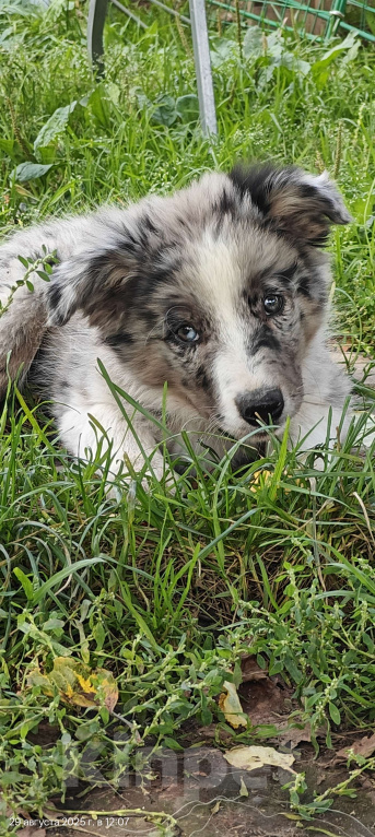 Собаки в Новосибирске: Щенок Бордер Колли  Мальчик, Бесплатно - фото 3